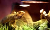 Le dragon barbu est l'une des espèces recommandées pour les débutants. ©mathisprod, Adobe Stock